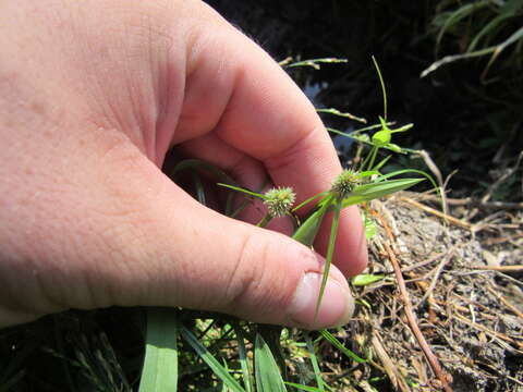 صورة Cyperus hortensis (Salzm. ex Steud.) Dorr