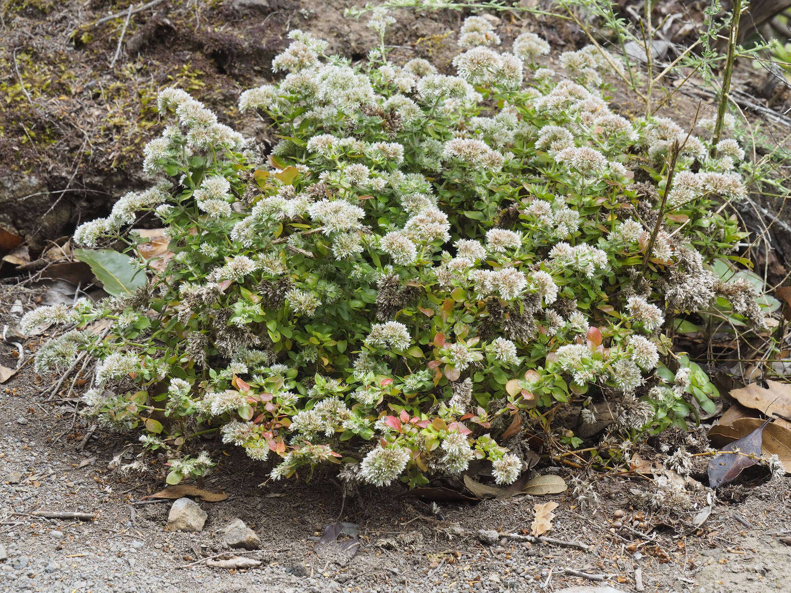 Plancia ëd Polycarpaea latifolia (Willd.) Poir.