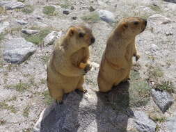 Image of Himalayan Marmot