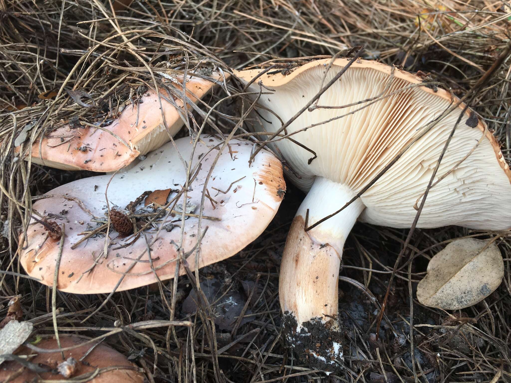 Image of Tricholoma fracticum (Britzelm.) Kreisel 1984