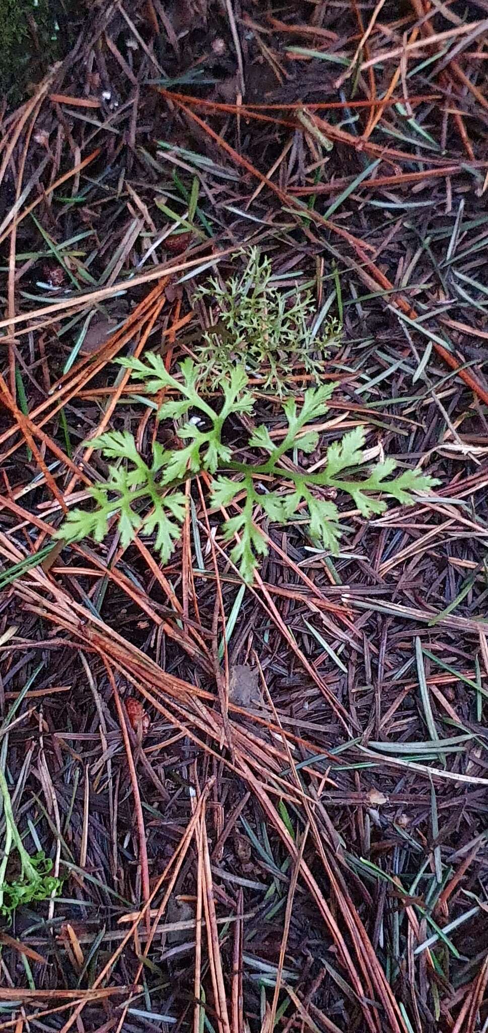 Слика од Sceptridium biforme Lyon