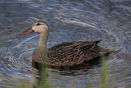 Image of Florida duck