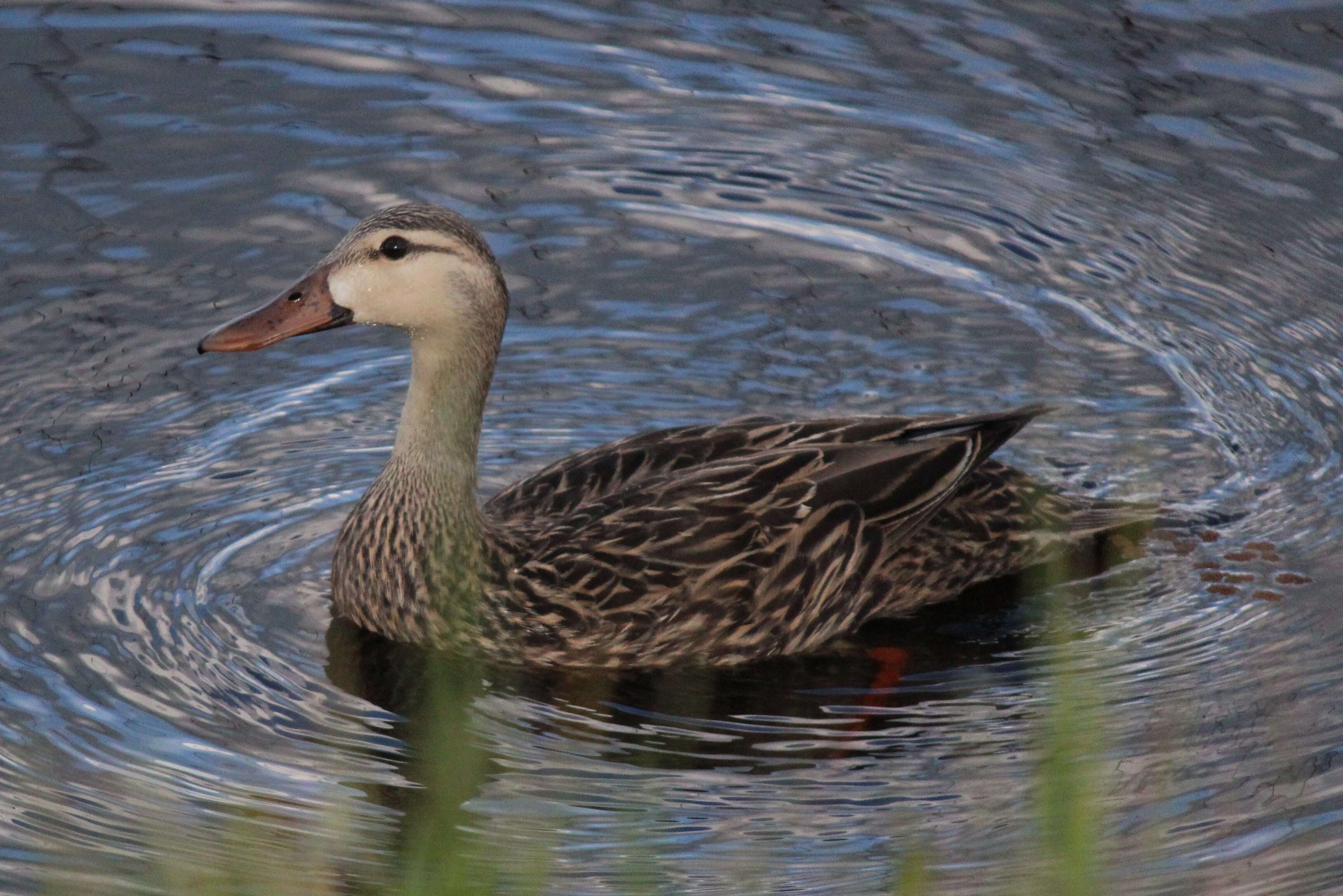 Image of Florida duck