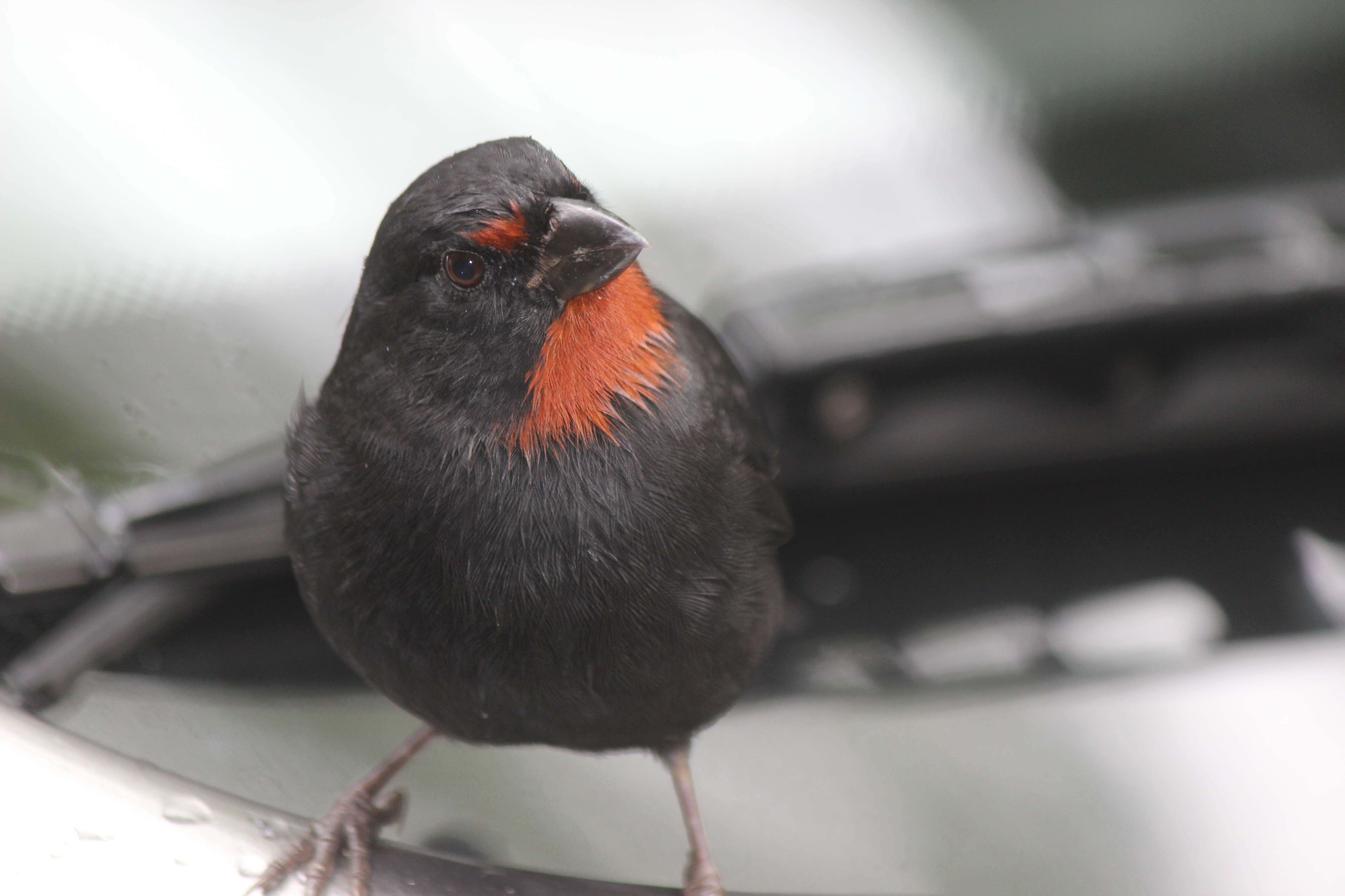 Image of Antillean bullfinches