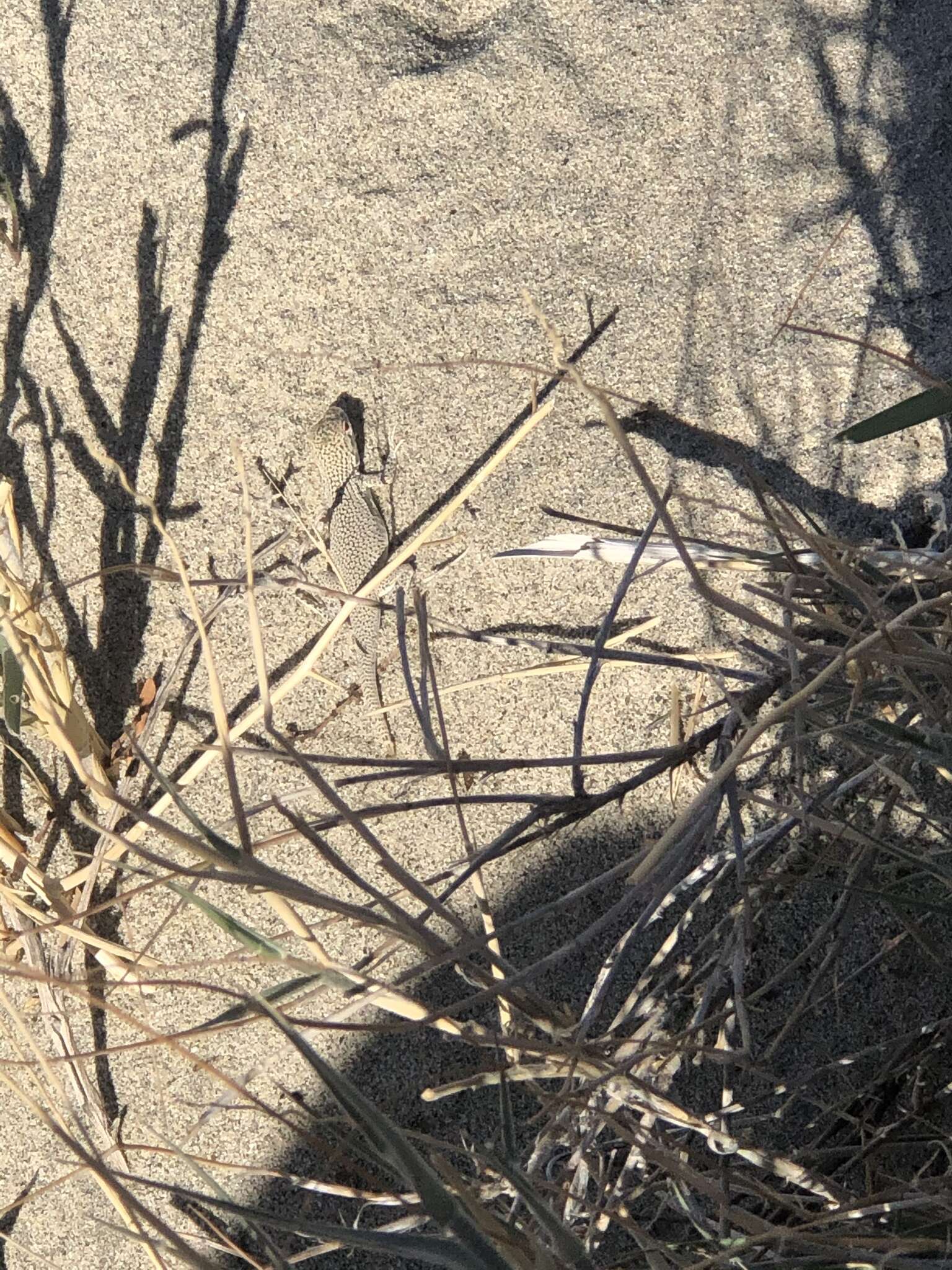 Image of Coachella Valley Fringe-toed Lizard