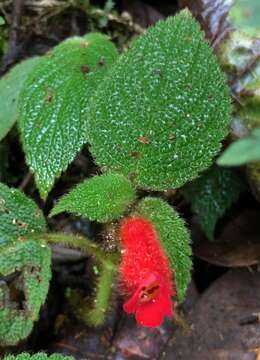 Image of Kohleria villosa (Fritsch) Wiehler