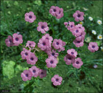 Image of Linum pubescens Banks & Solander