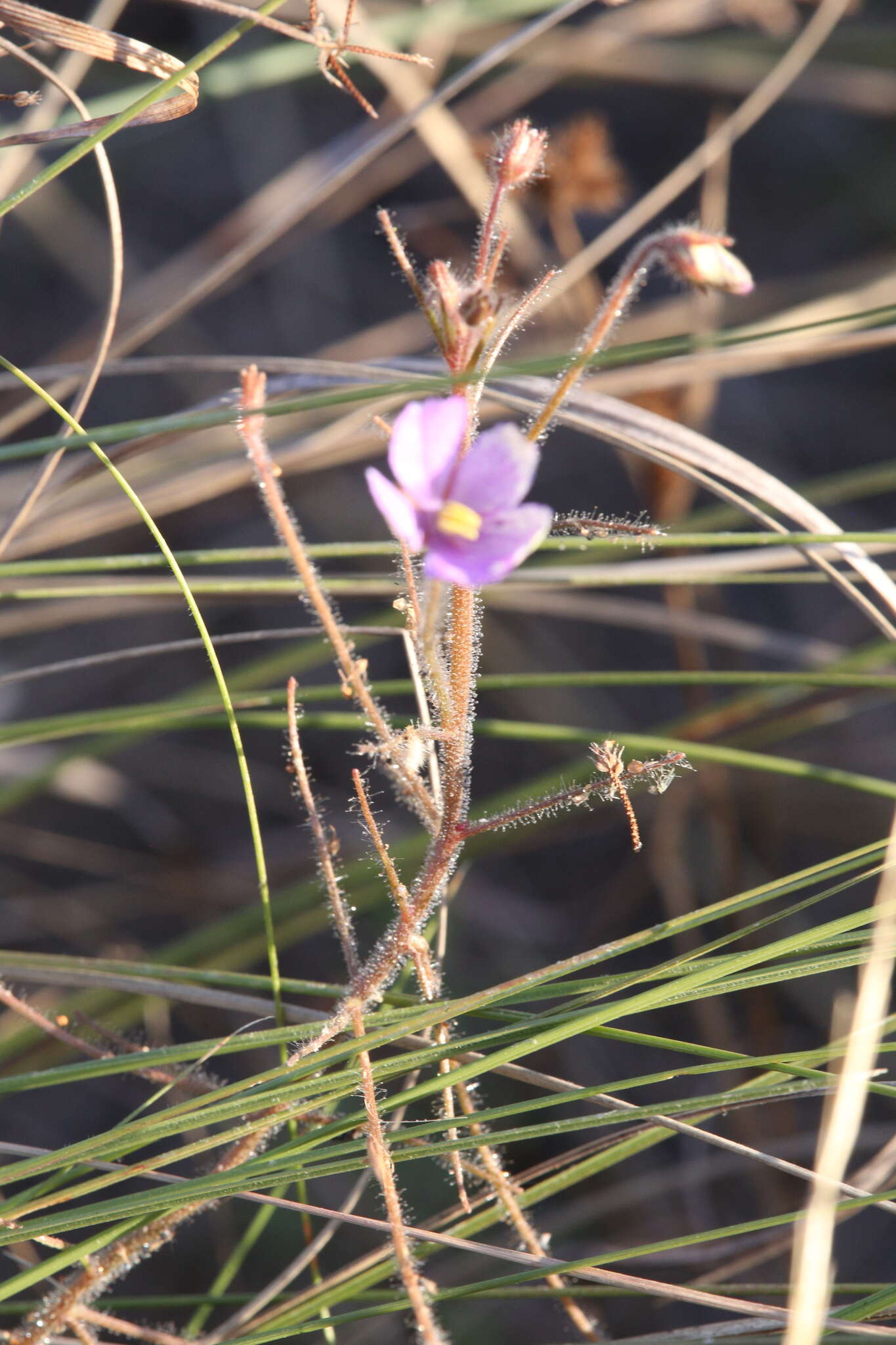 Image of Byblis filifolia Planch.