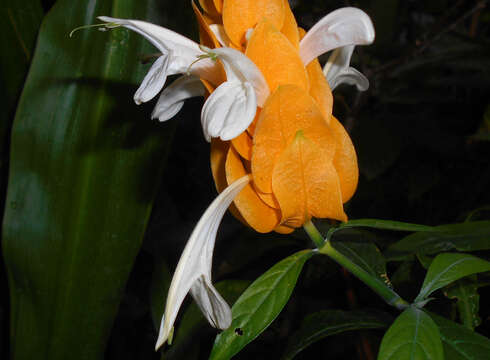 Image of pachystachys