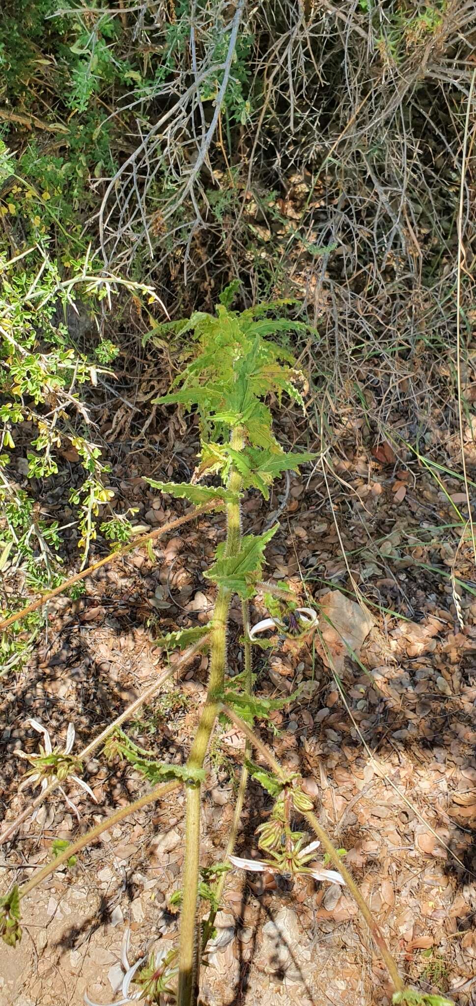 Image of Rough-leaved Michauxia