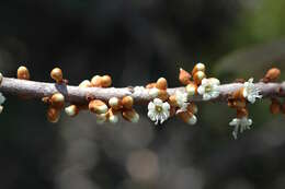 Image de Pycnandra decandra subsp. coriacea (Baill.) Swenson & Munzinger