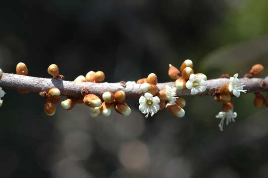 Pycnandra decandra (Montrouz.) Vink的圖片