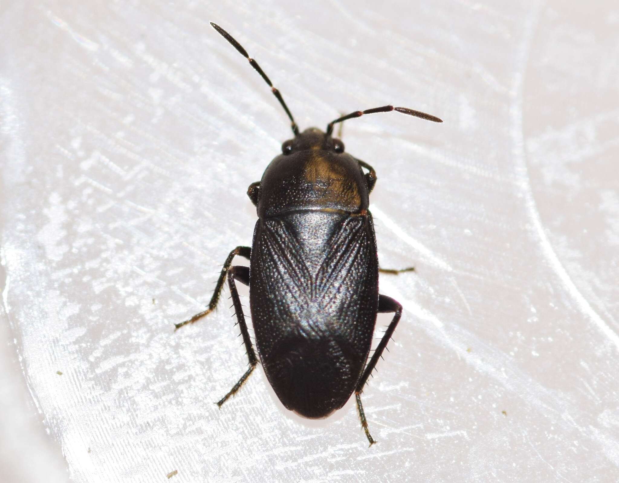 Image of Atrazonotus