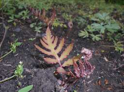 Image of sensitive fern