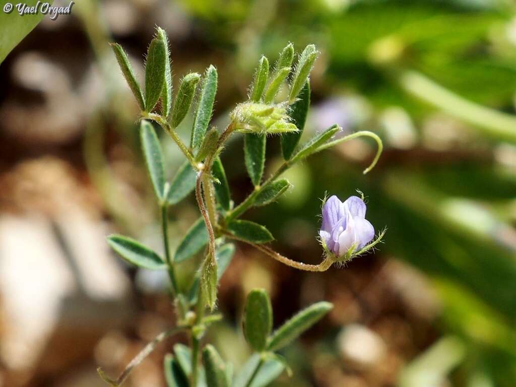 Plancia ëd Lens culinaris subsp. orientalis (Boiss.) Ponert