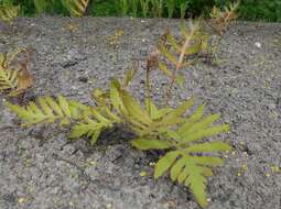 Image of sensitive fern