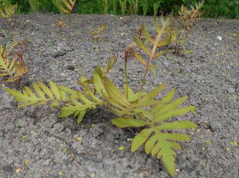 Image of sensitive fern