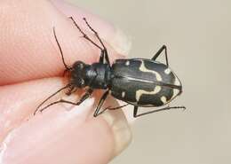 Image of Cicindela (Cicindela) hirticollis gravida Le Conte 1851