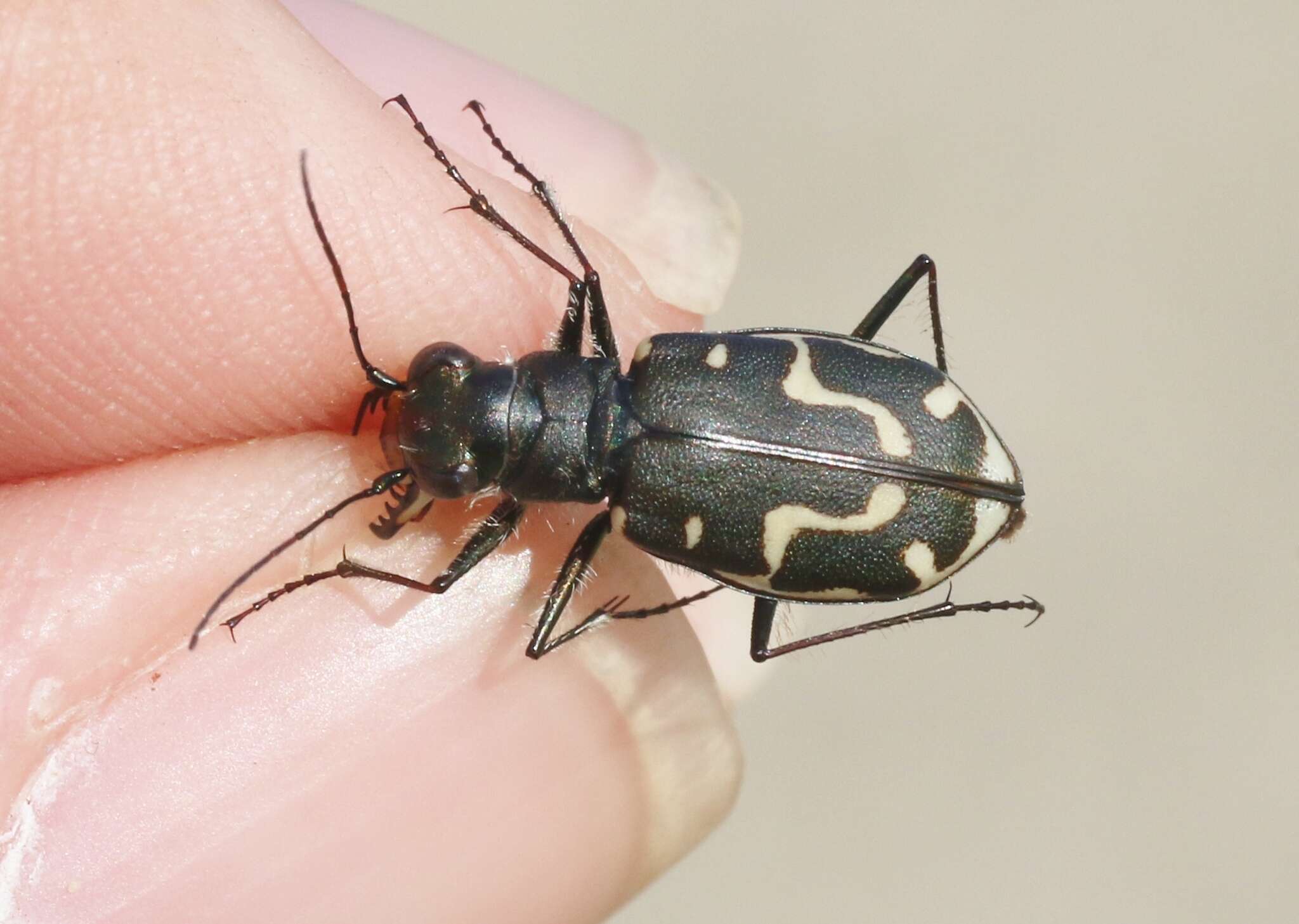 Image of Cicindela (Cicindela) hirticollis gravida Le Conte 1851