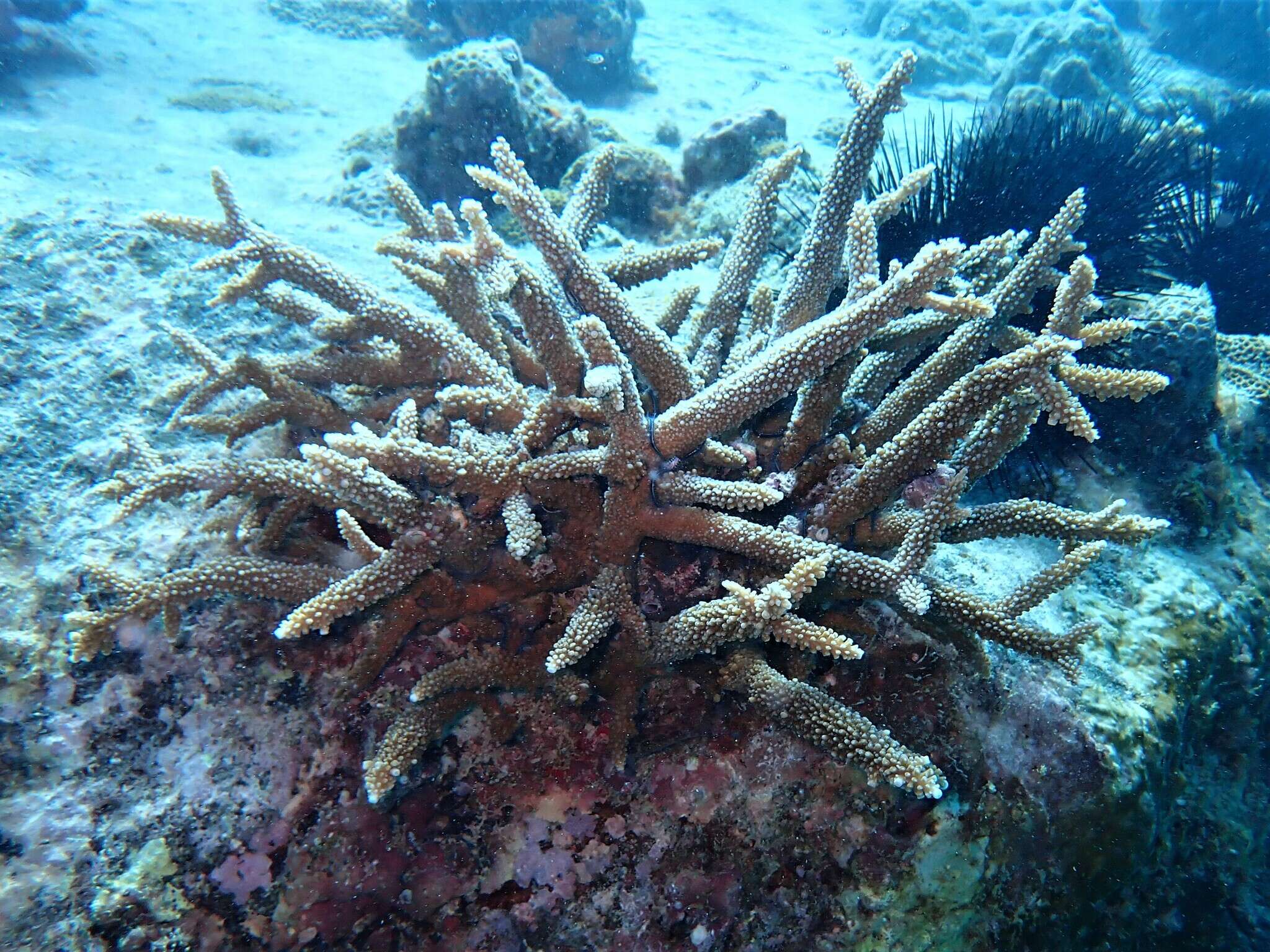 Sivun Acropora intermedia (Brook 1891) kuva