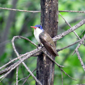 Image of Amazilia violiceps