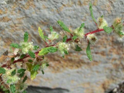 Image of Forsskaolea angustifolia Retz.