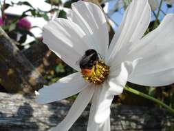 Image of Red tailed bumblebee