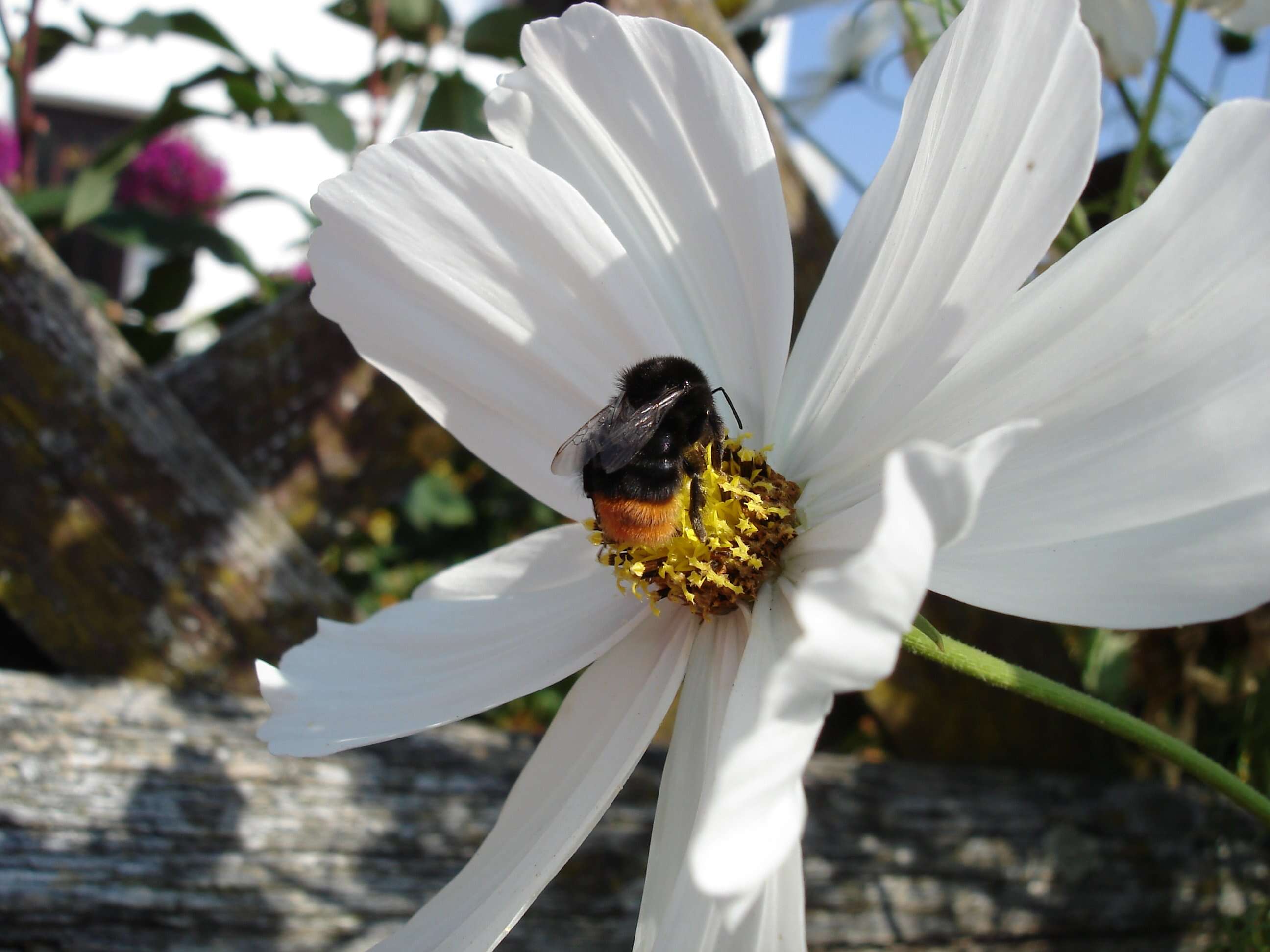 Image of Red tailed bumblebee