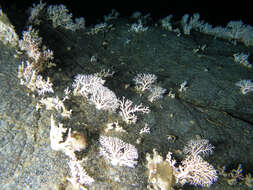 Image of White sea urchin