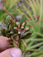 Imagem de Rhododendron minus var. chapmanii (Alph. Wood) Gandhi & Zarucchi