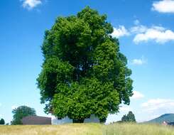 Image of Large-leaved Lime