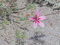 Image of Pelargonium capillare (Cav.) Willd.