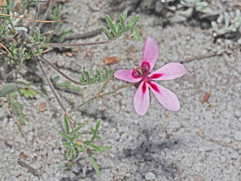 Image of Pelargonium capillare (Cav.) Willd.