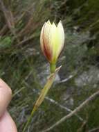 Image of Bobartia filiformis (L. fil.) Ker Gawl.