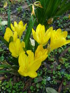 Image of winter daffodil