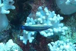 Image of Blacklobe wrasse