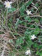 Image of Callianthemum coriandrifolium Rchb.