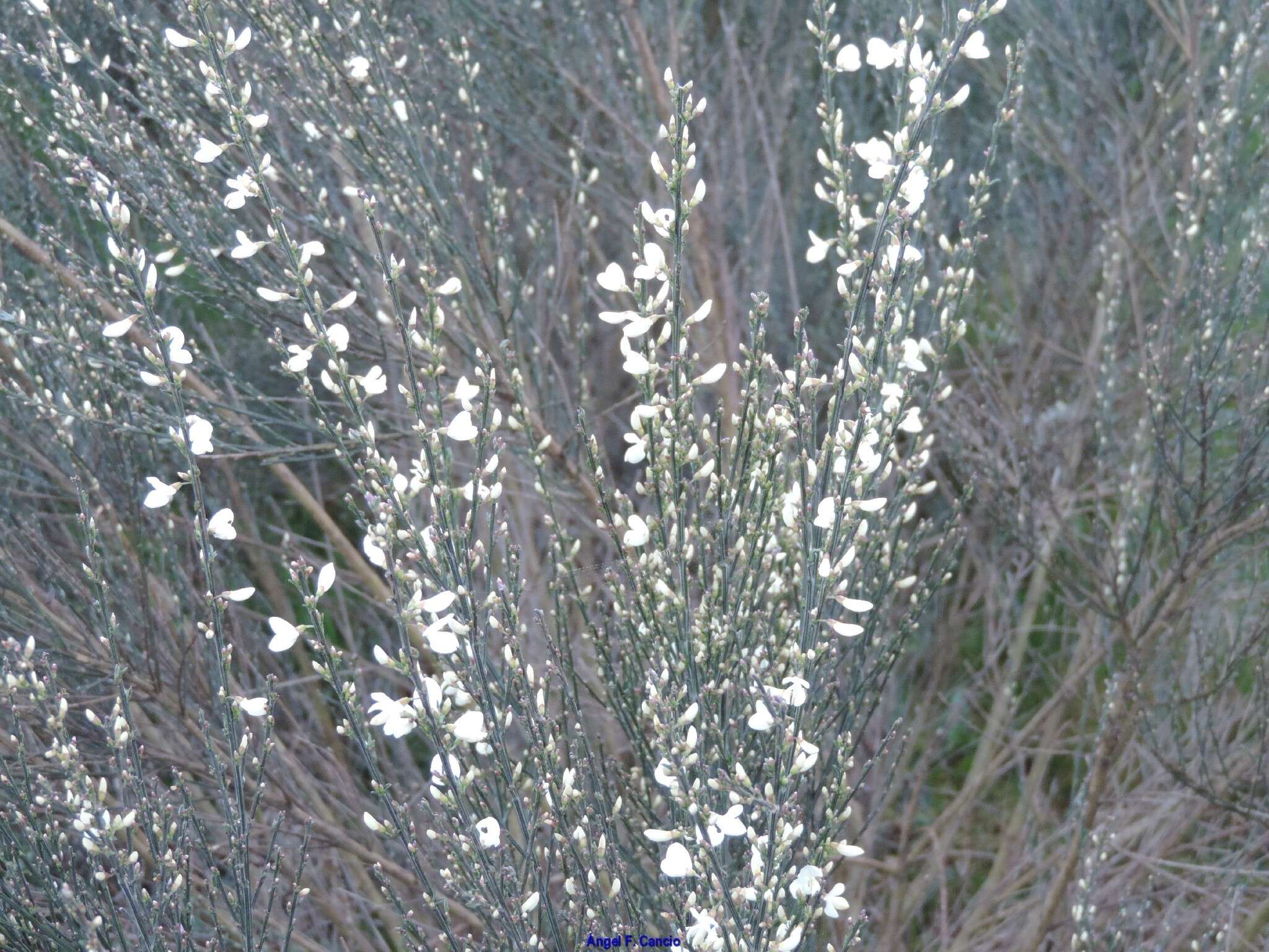 Image of white spanishbroom