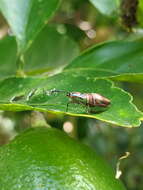 Image of Saptha libanota Meyrick 1910