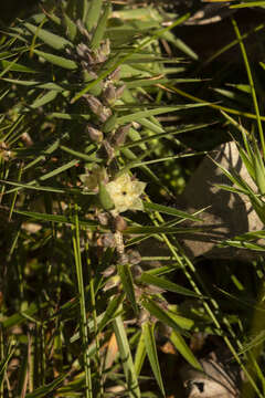 Image of Melichrus procumbens (Cav.) Druce