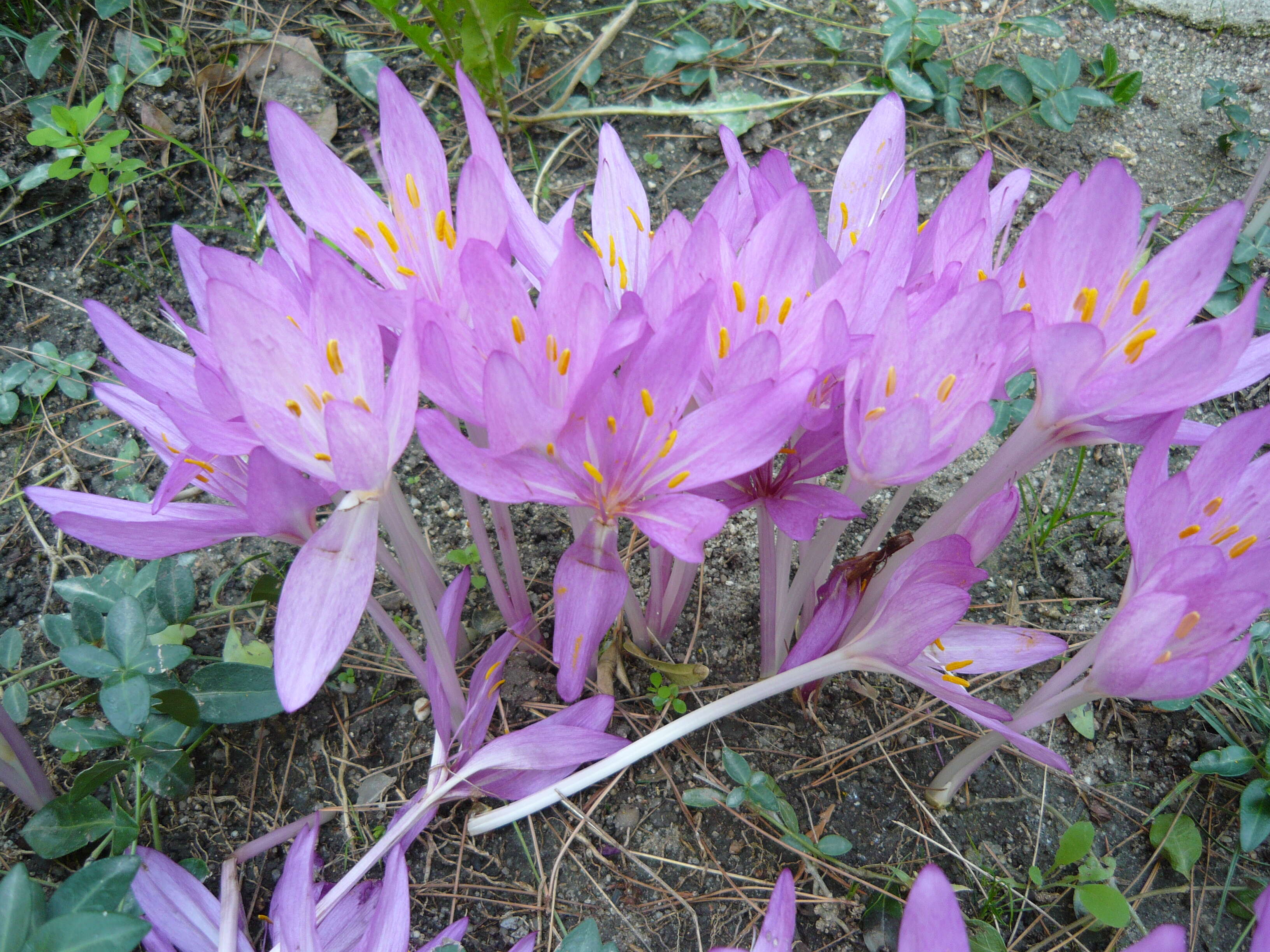 Image of Autumn crocus