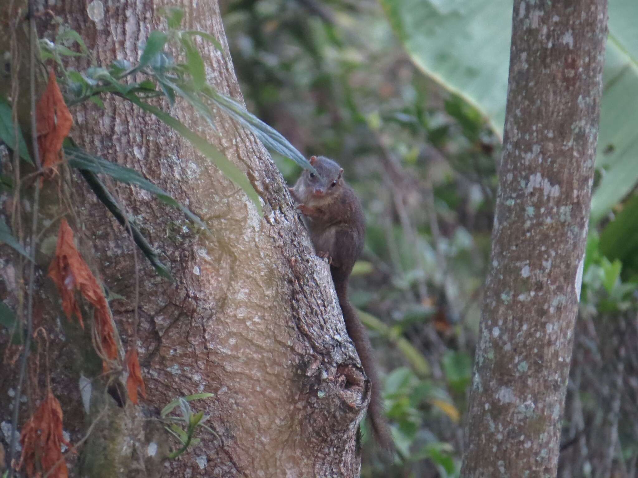 Image of Horsfield's Treeshrew