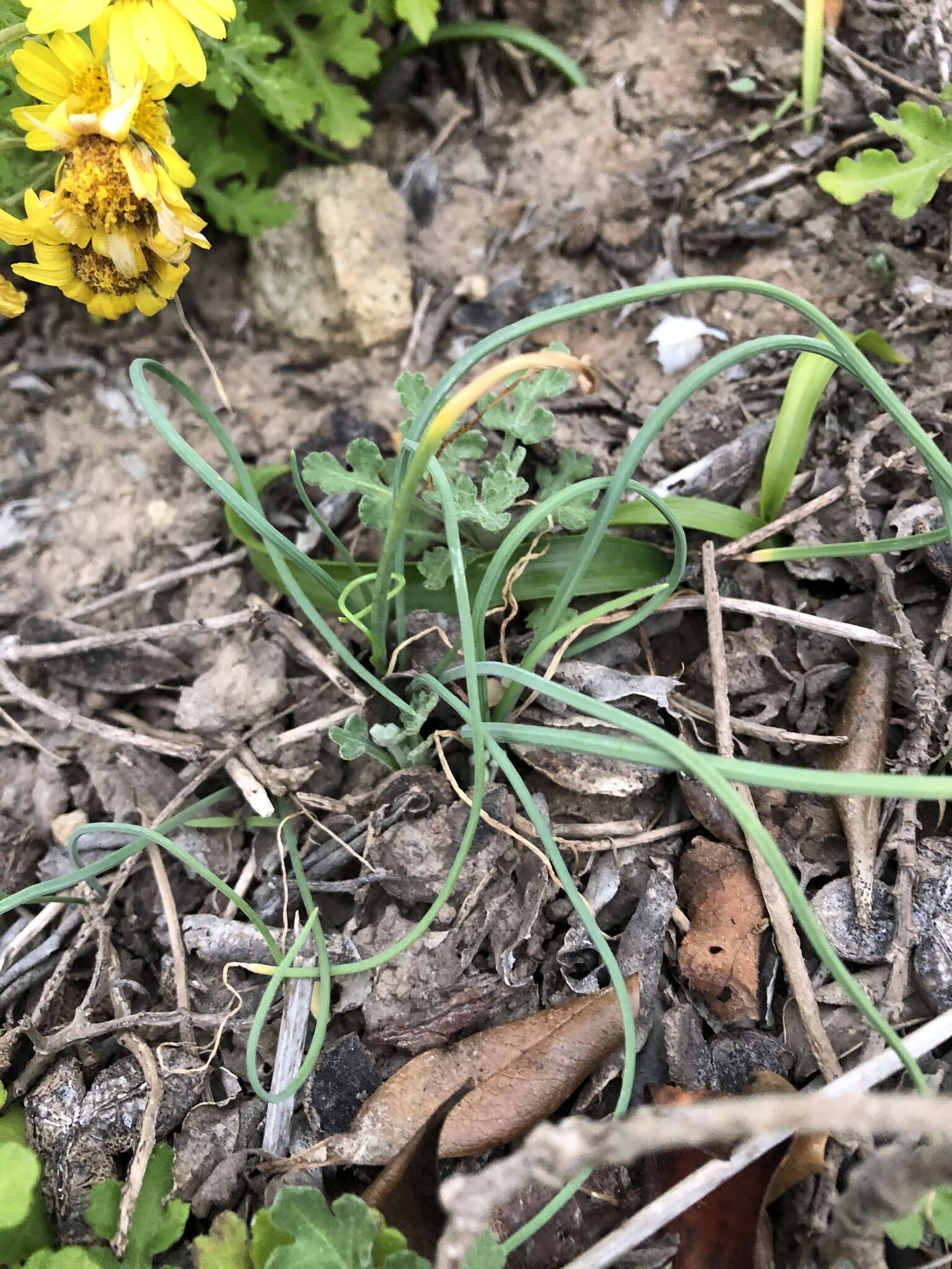 Image of Allium macrostemon Bunge