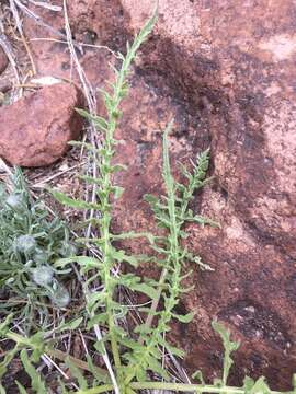 Image of Hooker's balsamroot