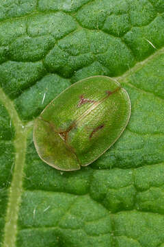 Image of thistle tortoise beetle