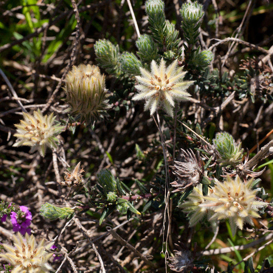 Image of Phylica plumosa var. plumosa