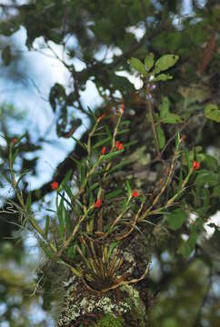 Image de Scaphyglottis imbricata (Lindl.) Dressler