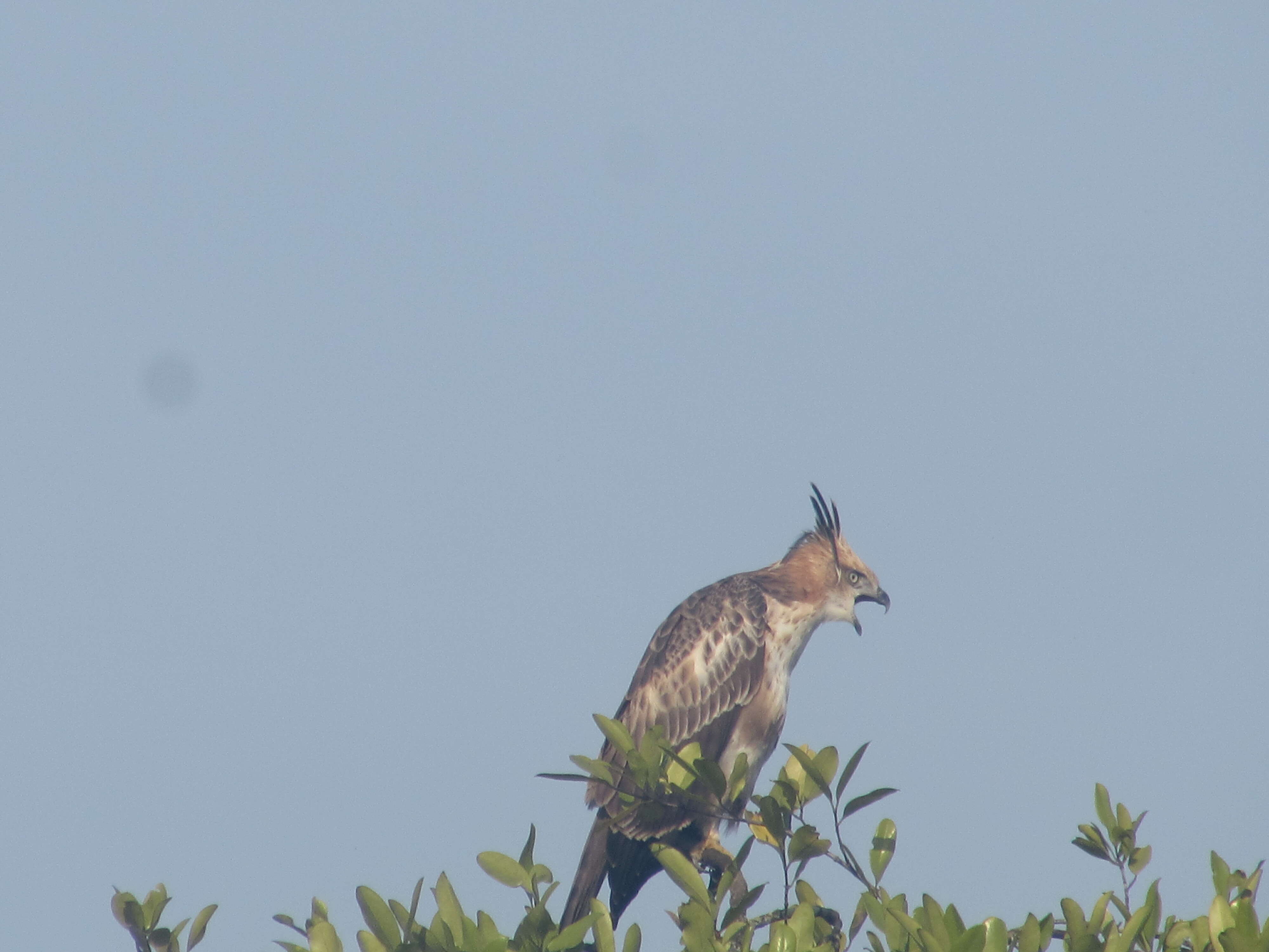 Nisaetus cirrhatus (Gmelin & JF 1788) resmi