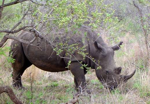 Image of Ceratotherium simum simum