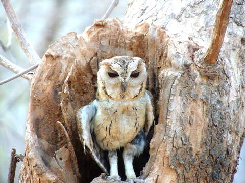 Image of Indian Scops Owl